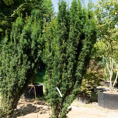 MB 200-225 309.58 WA 799 - Schmale Säuleneibe - Taxus baccata 'Fastigiata Robusta' - Collection