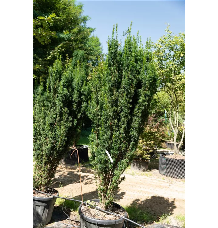 Schmale Säuleneibe - Taxus baccata 'Fastigiata Robusta' - Collection