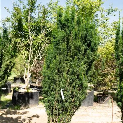 MB 200-225 309.59 WA 799 - Schmale Säuleneibe - Taxus baccata 'Fastigiata Robusta' - Collection