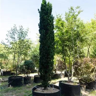 MB 300-350 309.75 WA 2750 - Schmale Säuleneibe - Taxus baccata 'Fastigiata Robusta' - Collection