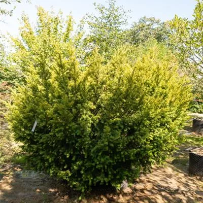 MB 300-325 313.251 WA - Straucheibe 'Washingtonii' - Taxus baccata 'Washingtonii' - Collection