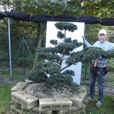 Bonsai 140-160, ST81, NI23 5800 - Japan.Eibe - Taxus cuspidata - Collection