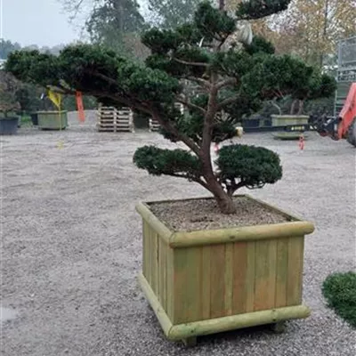 Bonsai 140-160, ST81, NI23 5800 - Japan.Eibe - Taxus cuspidata - Collection