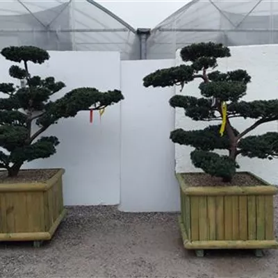 Bonsai 140-160, ST81, NI23 5800 - Japan.Eibe - Taxus cuspidata - Collection