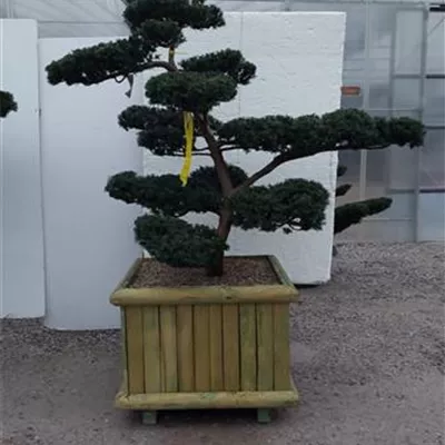 Bonsai 140-160, ST81, NI23 5800 - Japan.Eibe - Taxus cuspidata - Collection