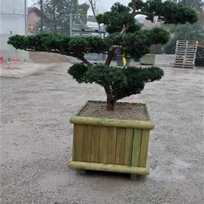 Bonsai 140-160, ST81, NI23 5800 - Japan.Eibe - Taxus cuspidata - Collection