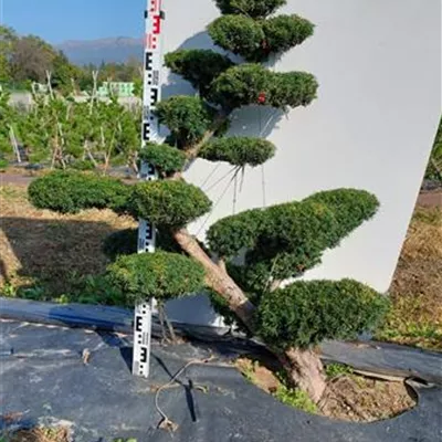 Bonsai 100-125 NI23 3350 - Fruchtende Bechereibe - Taxus media 'Hicksii' - Collection