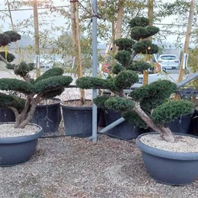 Bonsai 100-125 NI23 3350 - Fruchtende Bechereibe - Taxus media 'Hicksii' - Collection