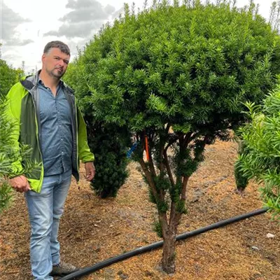 Schirmform 125-150 x 200-225 Nr. 40D 4320 - Fruchtende Bechereibe - Taxus media 'Hicksii' - Collection