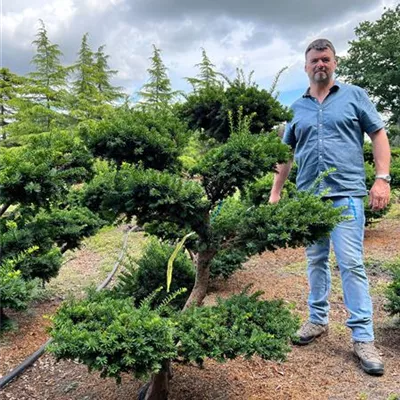 Bonsai 120-140 x 140-160 Nr. 64D 4300 - Fruchtende Bechereibe - Taxus media 'Hicksii' - Collection