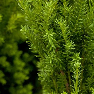 mB 20- 30 - Eibe 'Hillii' - Taxus media 'Hillii' - Collection