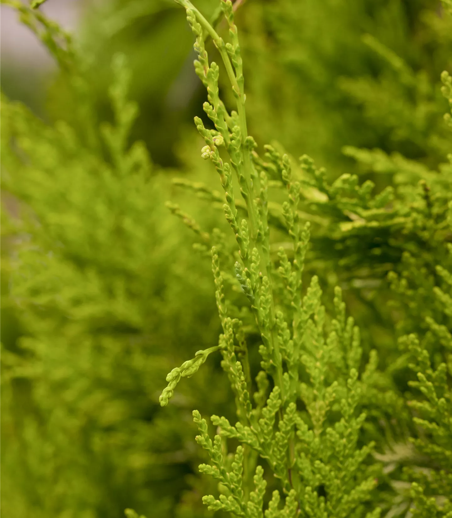 Chamaecyparis lawsoniana 'Golden Wonder'