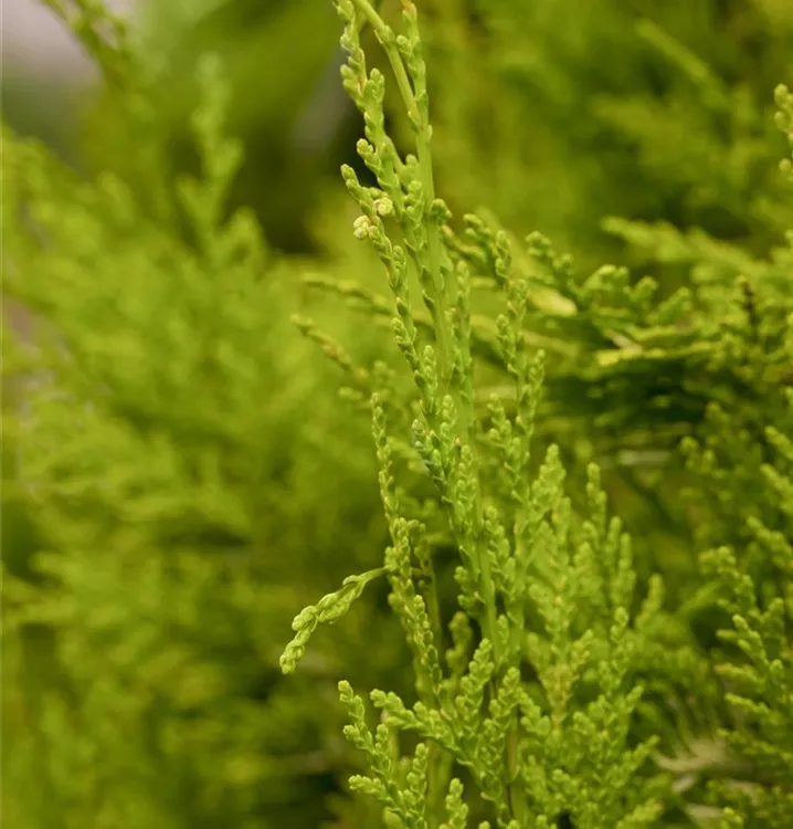 Scheinzypresse - Chamaecyparis lawsoniana 'Golden Wonder'