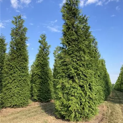 MB 500-600 SM - Großer Lebensbaum - Thuja plicata 'Excelsa' - Collection