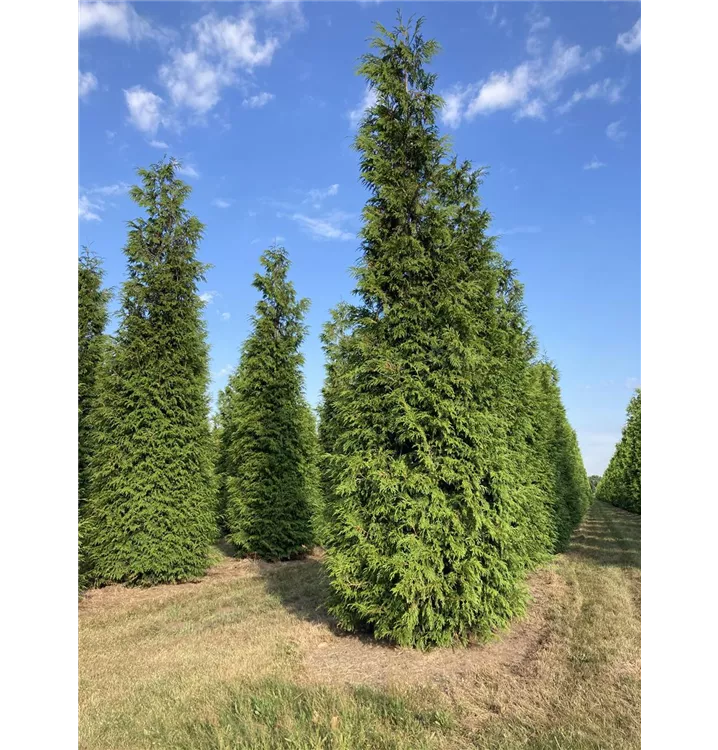 Großer Lebensbaum - Thuja plicata 'Excelsa' - Collection