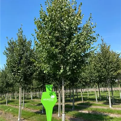 H 4xv mDb 20- 25 - Amerikan.Stadtlinde - Tilia cordata 'Greenspire' - Collection