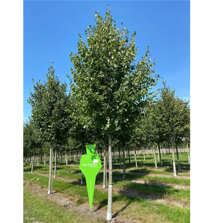 Amerikan.Stadtlinde - Tilia cordata 'Greenspire' - Collection