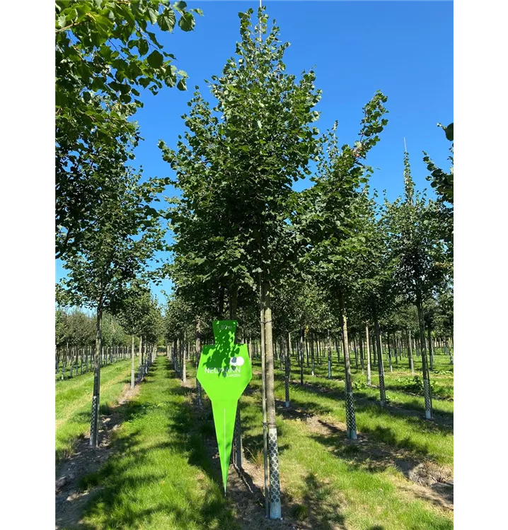 Winterlinde 'Rancho' - Tilia cordata 'Rancho' - Collection