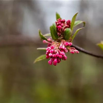 Sol 3xv mB 80- 100 - Winterschneeball 'Dawn' - Viburnum bodnantense 'Dawn' - Collection