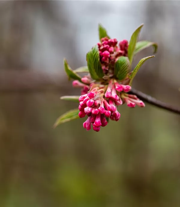 Viburnum bodnantense 'Dawn' - Collection