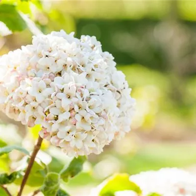 Sol 3xv mB 60- 80 - Großblumiger Schneeball - Viburnum carlcephalum - Collection