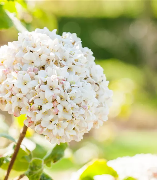 Viburnum carlcephalum - Collection