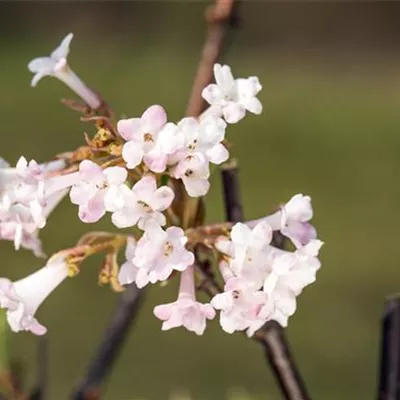 C 3 40- 60 - Winterschneeball 'Charles Lamont' - Viburnum bodnantense 'Charles Lamont' - Collection