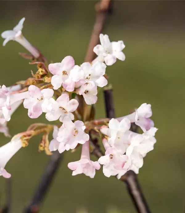 Viburnum bodnantense 'Charles Lamont' - Collection