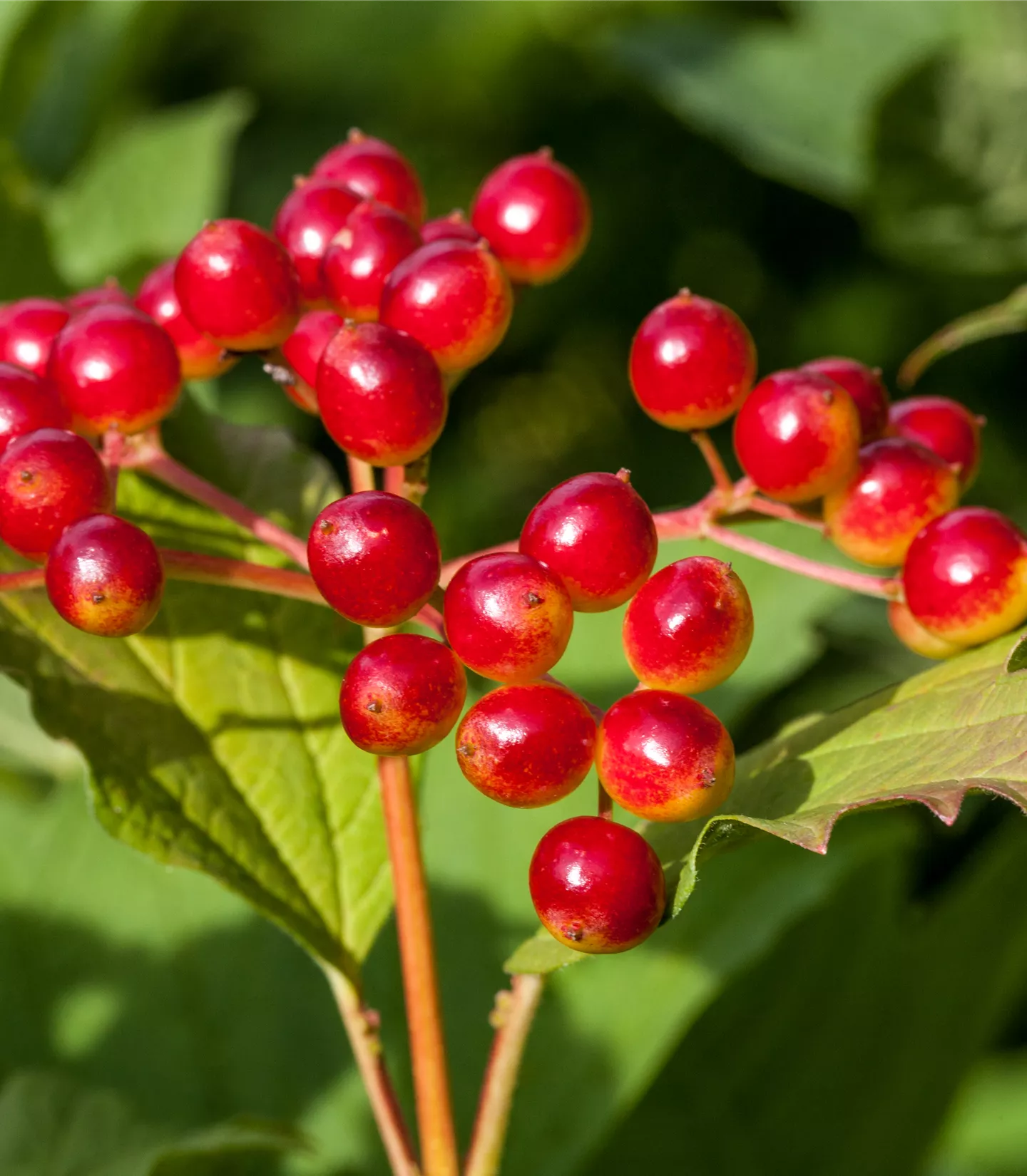 Viburnum opulus - Collection