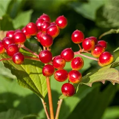 Sol 3xv mB 125- 150 - Gemeiner Schneeball - Viburnum opulus - Collection