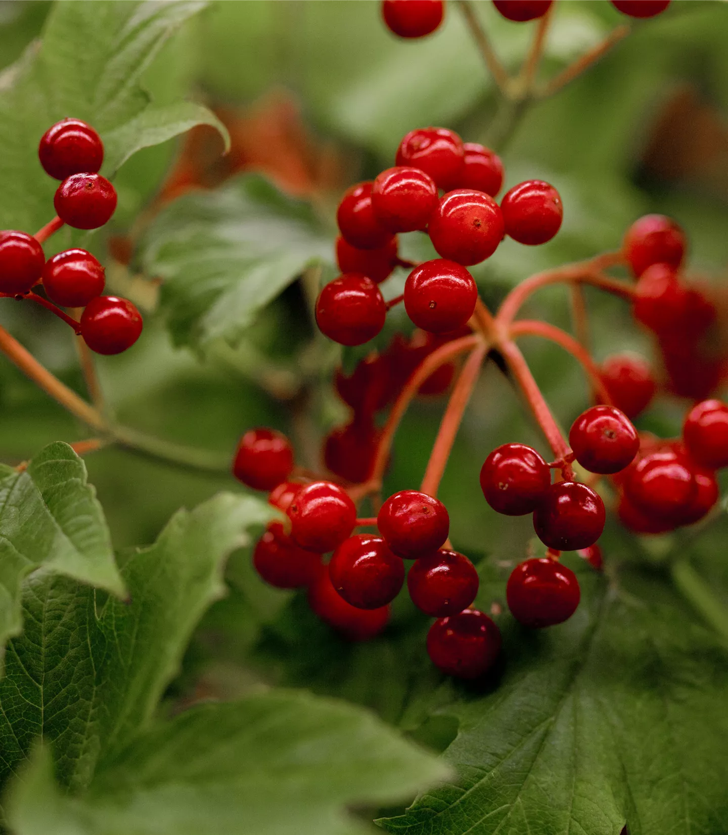 Viburnum opulus 'Compactum' - Collection