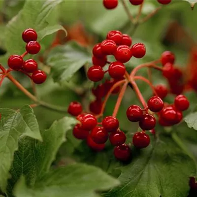 C 3 30- 40 - Gewöhnlicher Schneeball 'Compactum' - Viburnum opulus 'Compactum' - Collection