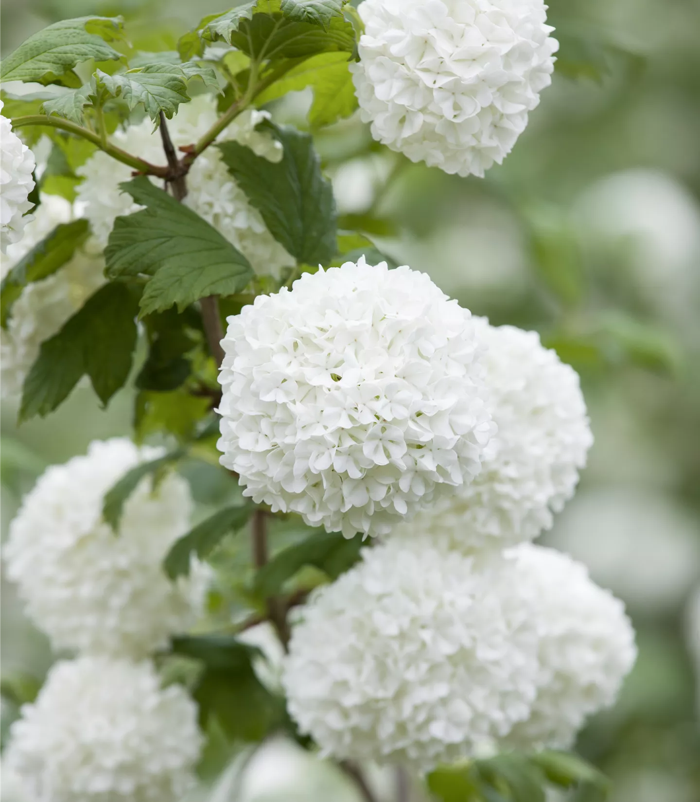 Viburnum opulus 'Roseum' - Collection