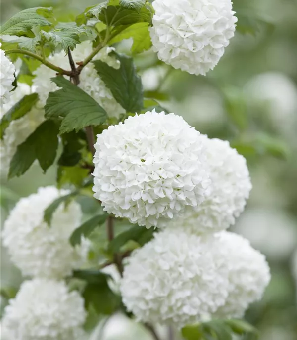 Viburnum opulus 'Roseum' - Collection