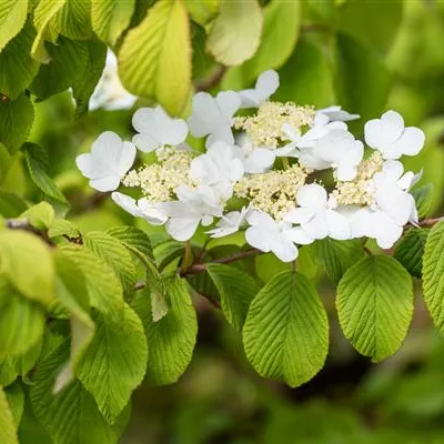 Sol 3xv mB 80- 100 - Filziger Schneeball - Viburnum plicatum tomentosum - Collection