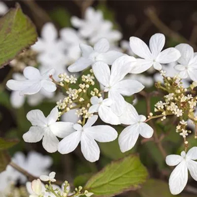 Sol 3xv mDb 80- 100 - Gefüllter Schneeball 'Watanabe' - Viburnum plicatum 'Watanabe' - Collection