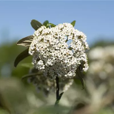 Sol 3xv mB 60- 80 - Prager Schneeball - Viburnum 'Pragense' - Collection