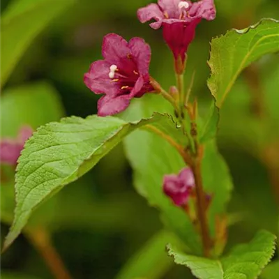 Sol 3xv mB 100- 125 - Weigelie 'Bristol Ruby' - Weigela 'Bristol Ruby' - Collection