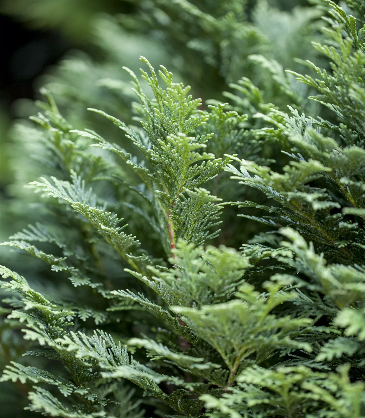 Chamaecyparis lawsoniana 'Minima Glauca'