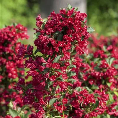 Sol 3xv mB 125- 150 - Weigelie 'Eva Rathke' - Weigela 'Eva Rathke' - Collection