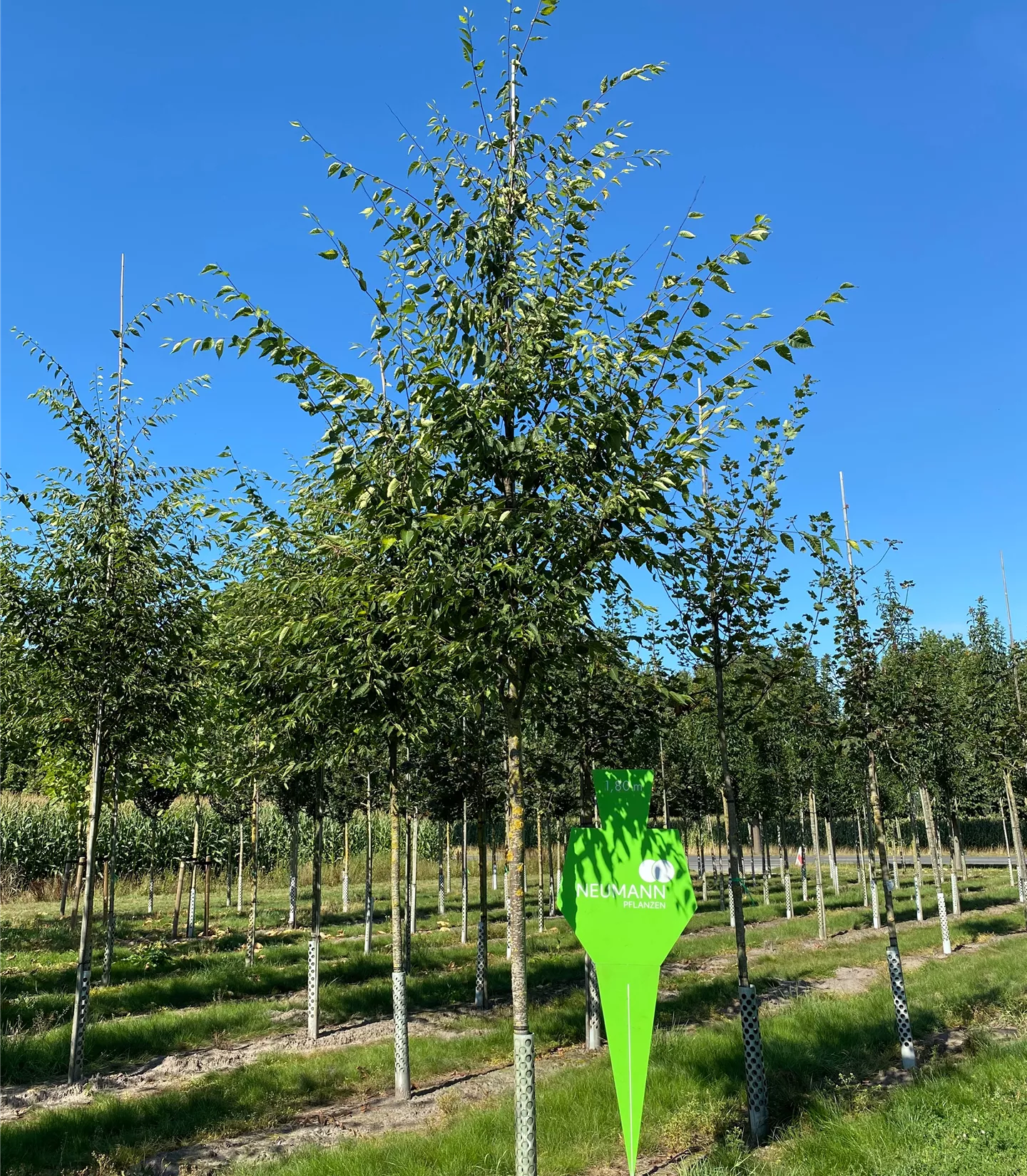 Zelkova serrata 'Green Vase' - Collection