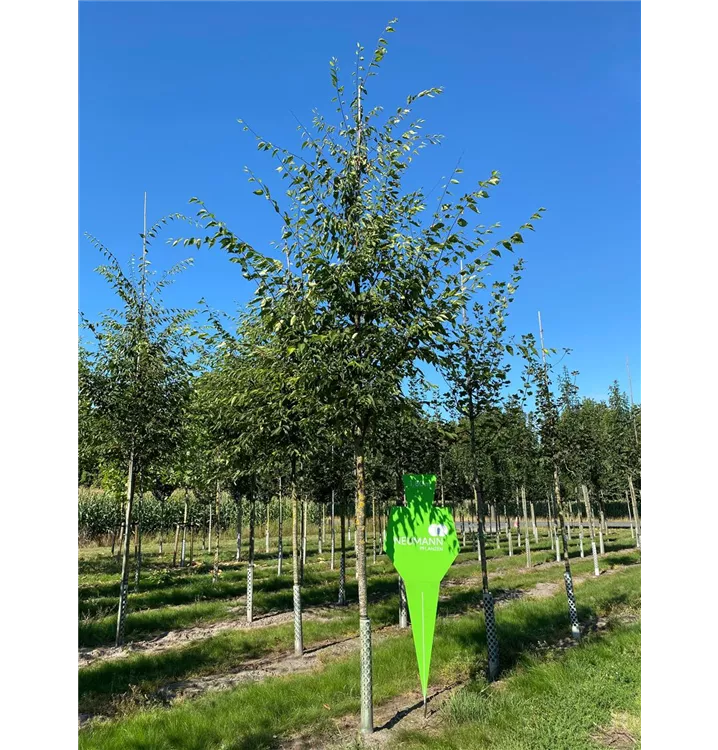 Zelkove 'Green Vase' - Zelkova serrata 'Green Vase' - Collection