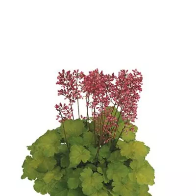 Topfgrösse 1 Liter - Purpurglöckchen Little Cuties 'Sweet Tart' - Heuchera 'Sweet Tart'