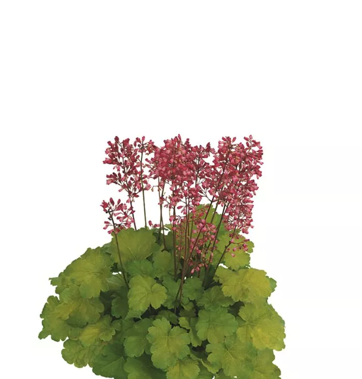 Purpurglöckchen Little Cuties 'Sweet Tart' - Heuchera 'Sweet Tart'