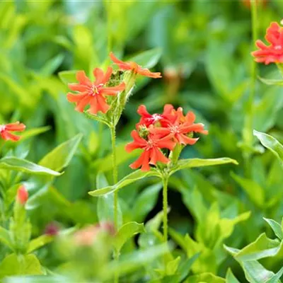 Topfgrösse 1 Liter - Brennende Liebe - Lychnis chalcedonica