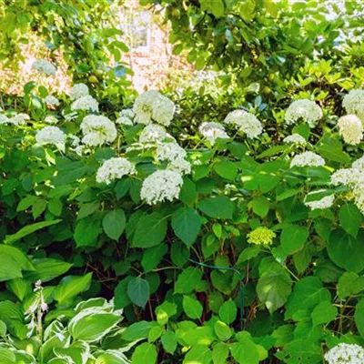 Container 7 Liter - Strauchhortensie 'Grandiflora' - Hydrangea arborescens 'Grandiflora'