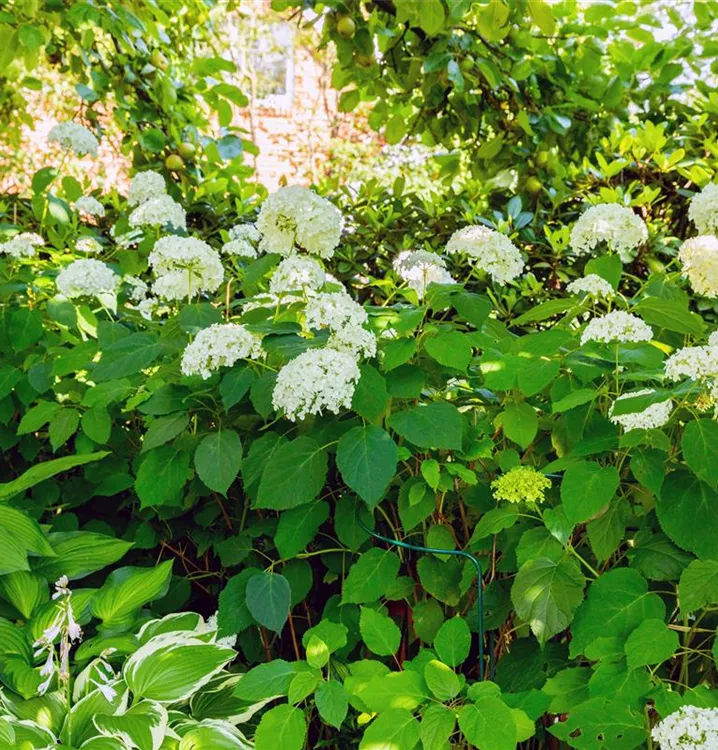 Strauchhortensie 'Grandiflora' - Hydrangea arborescens 'Grandiflora'