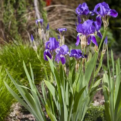 Topfgrösse 1 Liter - Hohe Bartiris 'Blue Rhythm' - Iris (Germanica-Gruppe) 'Blue Rhythm'