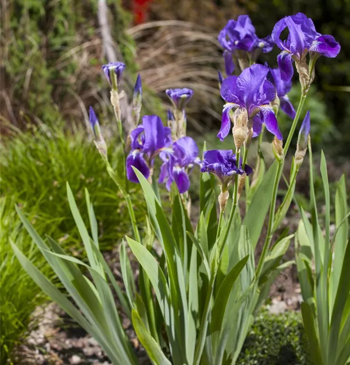 Hohe Bartiris 'Blue Rhythm' - Iris (Germanica-Gruppe) 'Blue Rhythm'