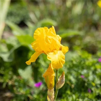 Topfgrösse 1 Liter - Hohe Bartiris 'Goldfackel' - Iris (Germanica-Gruppe) 'Goldfackel'